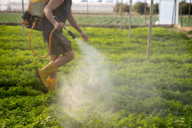 Best Insect Control  in Morton, TX