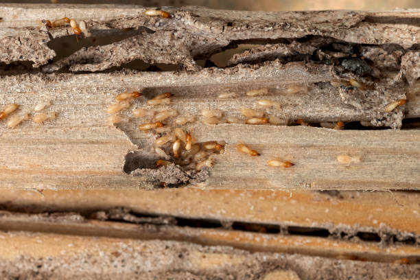 Best Cockroach Control Services  in Morton, TX