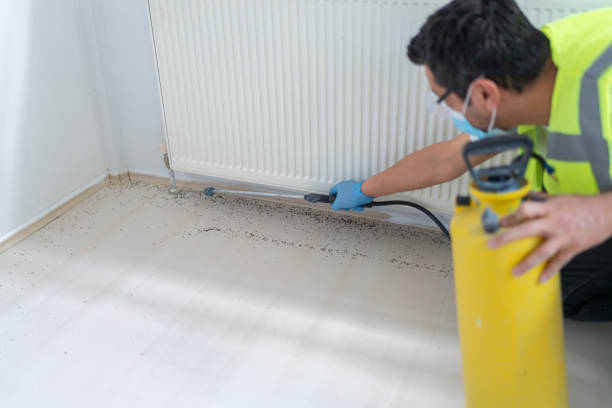 Wasp Removal Services in Morton, TX